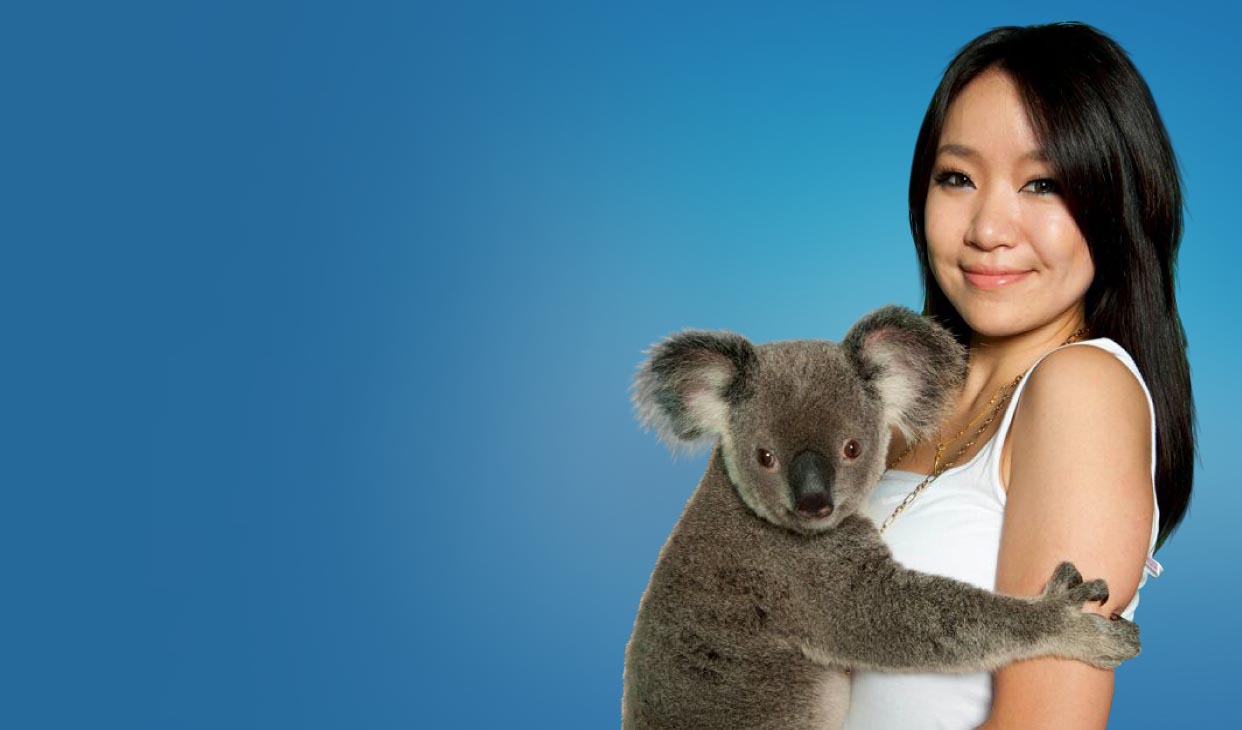 koala-cuddle-desk.jpg