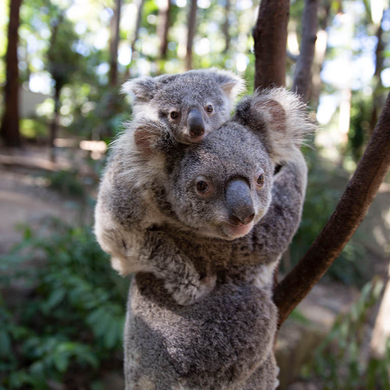 Cururmbin_Wildlife_Sanctuary_koala_768x768.jpg