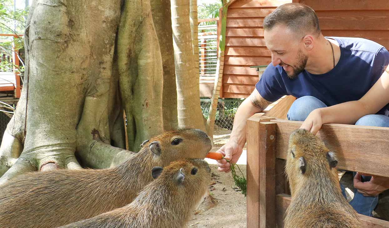 Currumbin_Widllife_Sanctuary_Capybara_encounter_1244x730.jpg