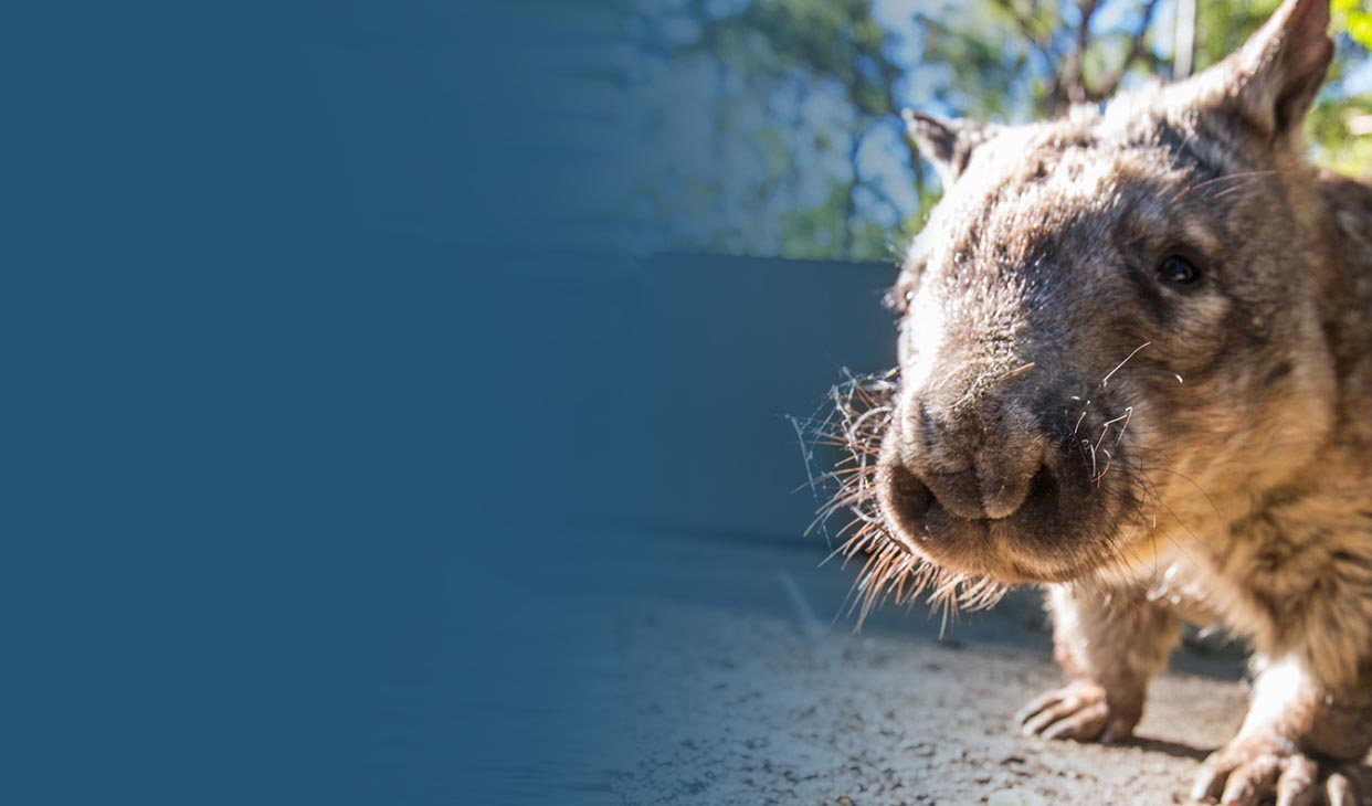 wombat-walk-desk.jpg