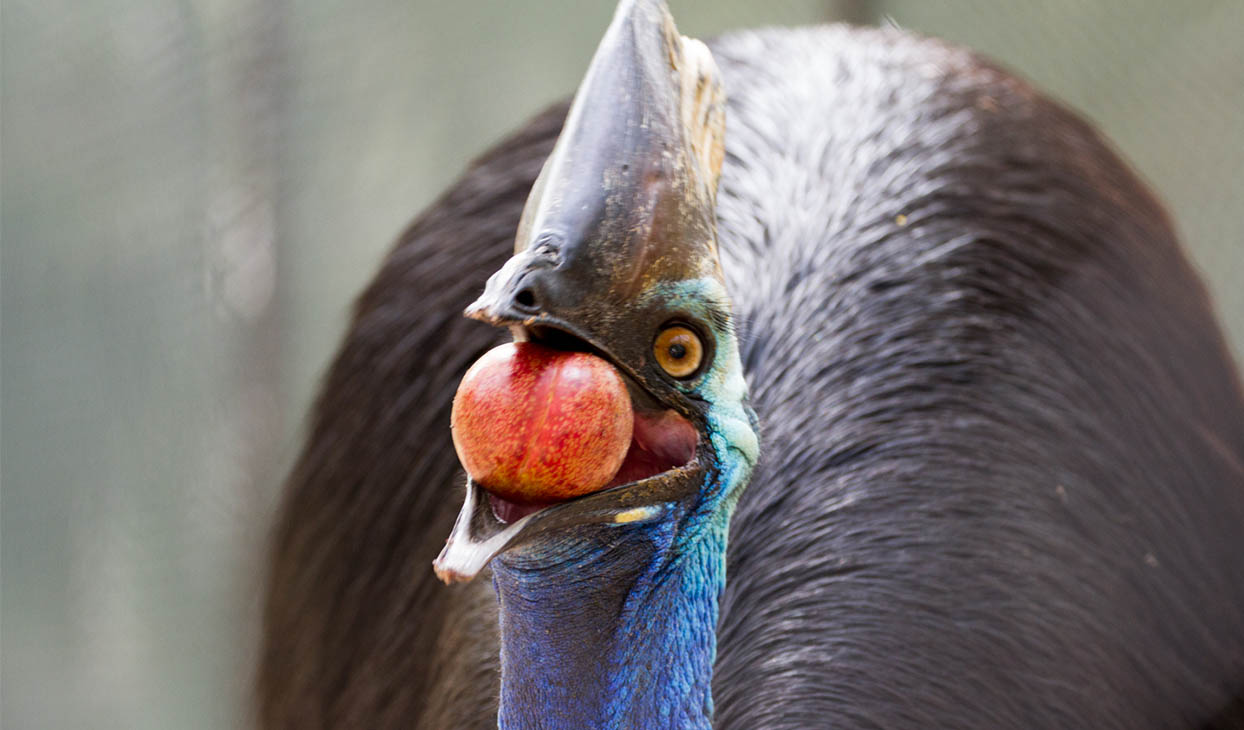 IMAGE_2_CASSOWARY_desktop_1244x730.jpg