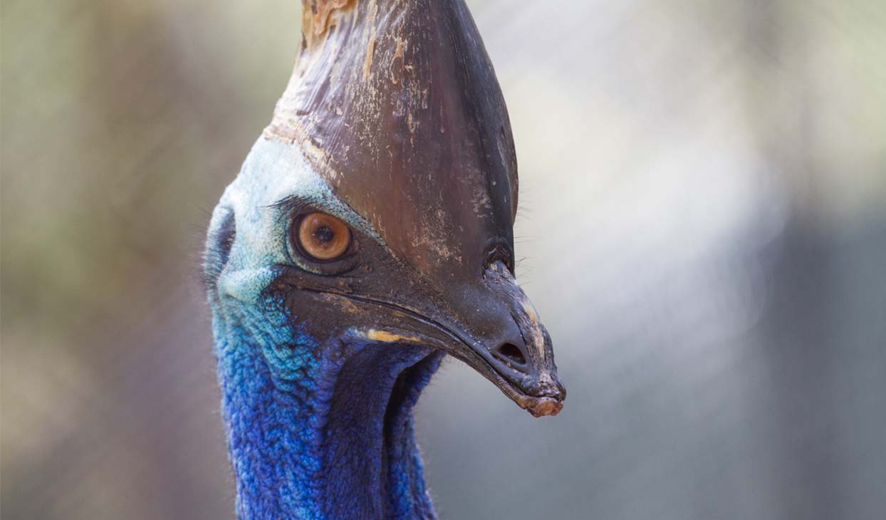 IMAGE_13_CASSOWARY_desktop_1244x730.jpg