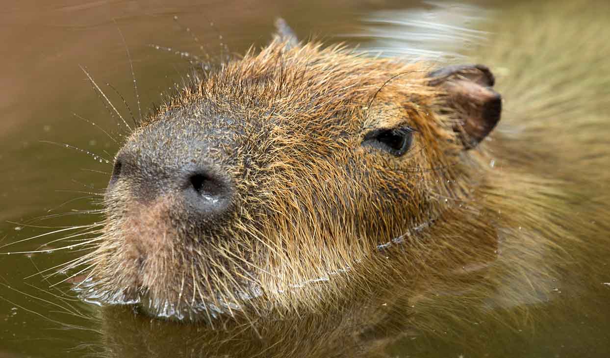 Capybara_standard_2_1244x730.jpg