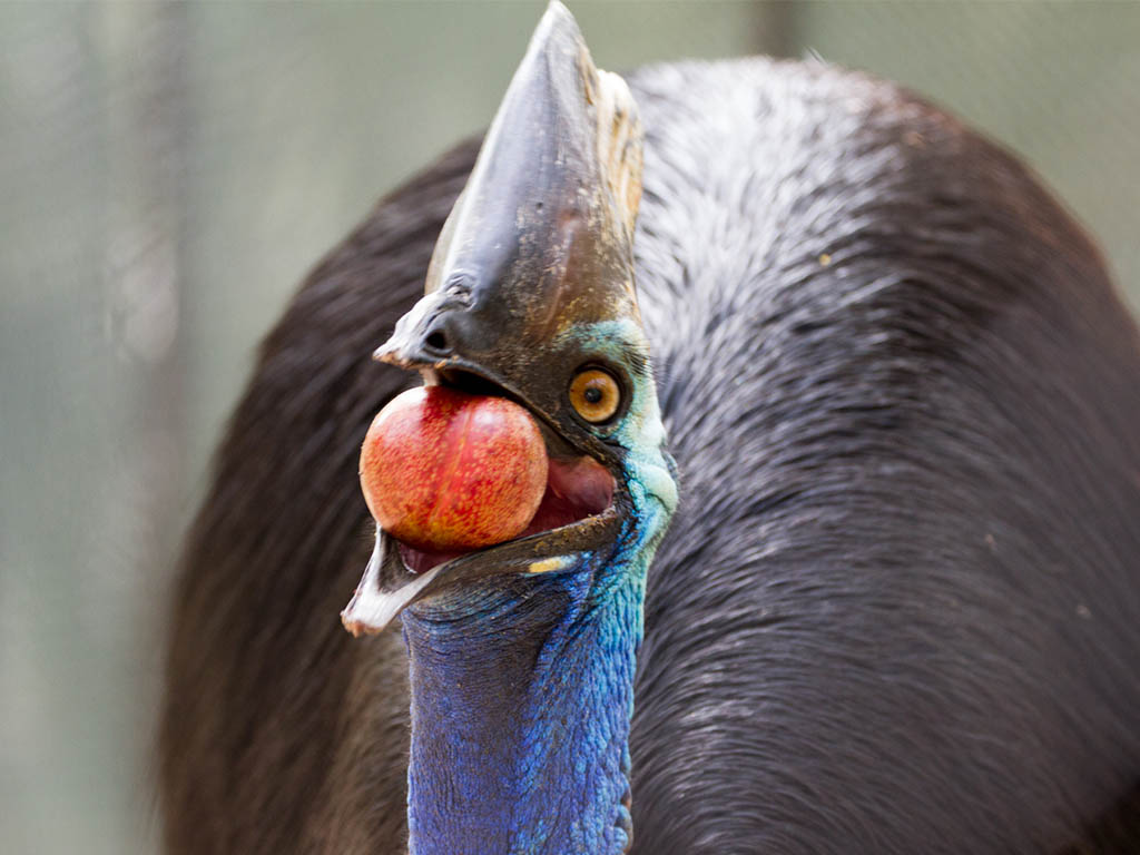 IMAGE_2_CASSOWARY_mob_1024x768.jpg