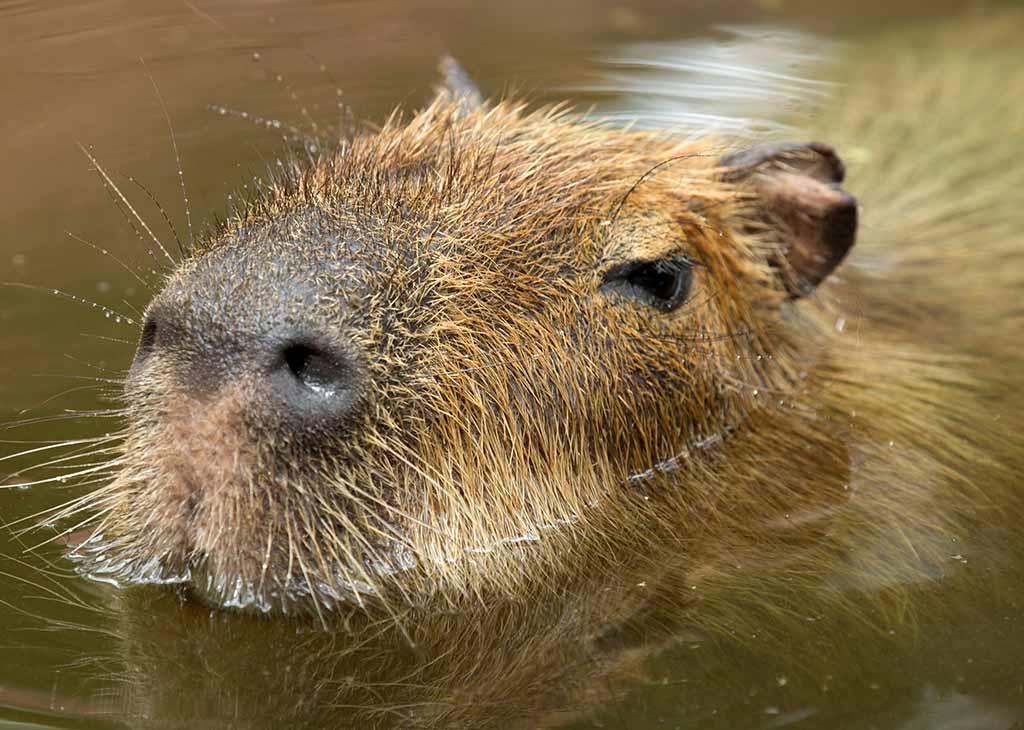 capybara_mobile_1024x730.jpg