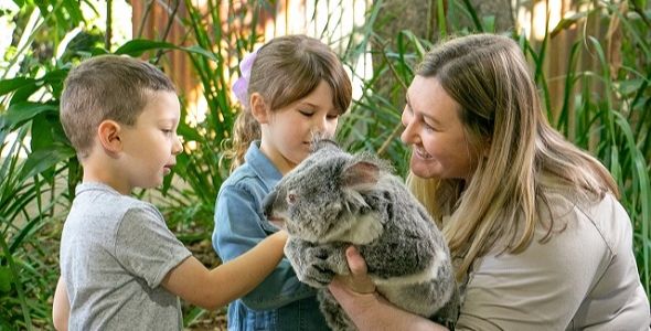 Koala_with_Children_doing_Koala_Photo_Index_Image.jpg