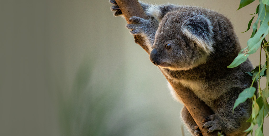 Koala_Breakfast_Mobile_Slider_Left_aligned.jpg