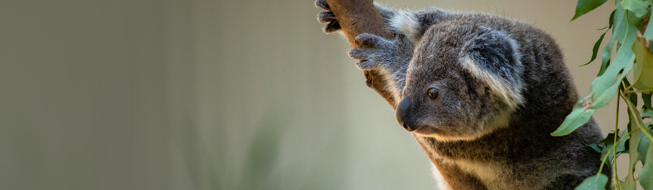 Koala_Breakfast_Desktop_Slider_Left_aligned.jpg