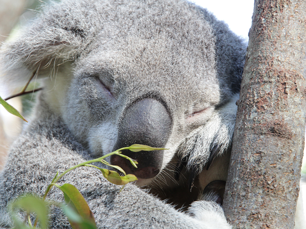 koala_mobile.jpg